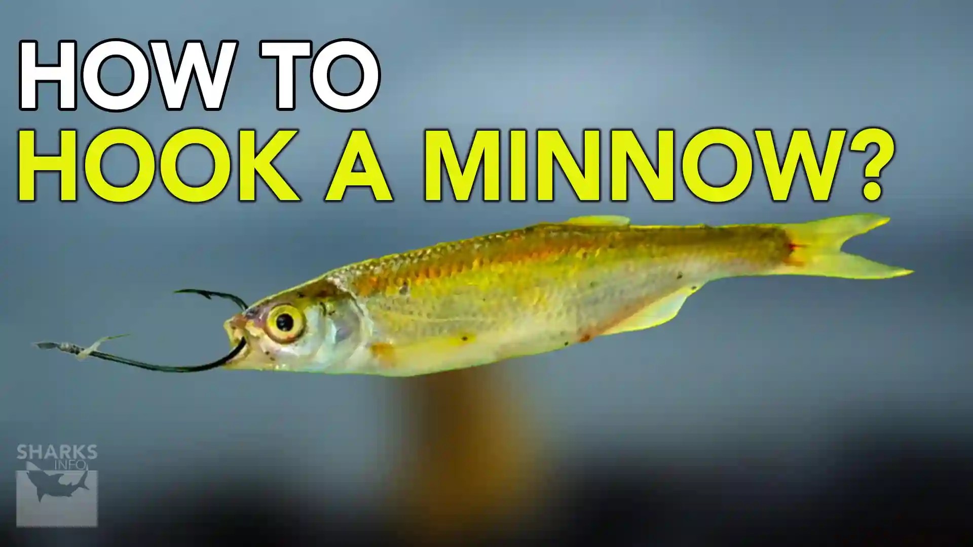 How To Hook A Minnow (StepByStep Guide)
