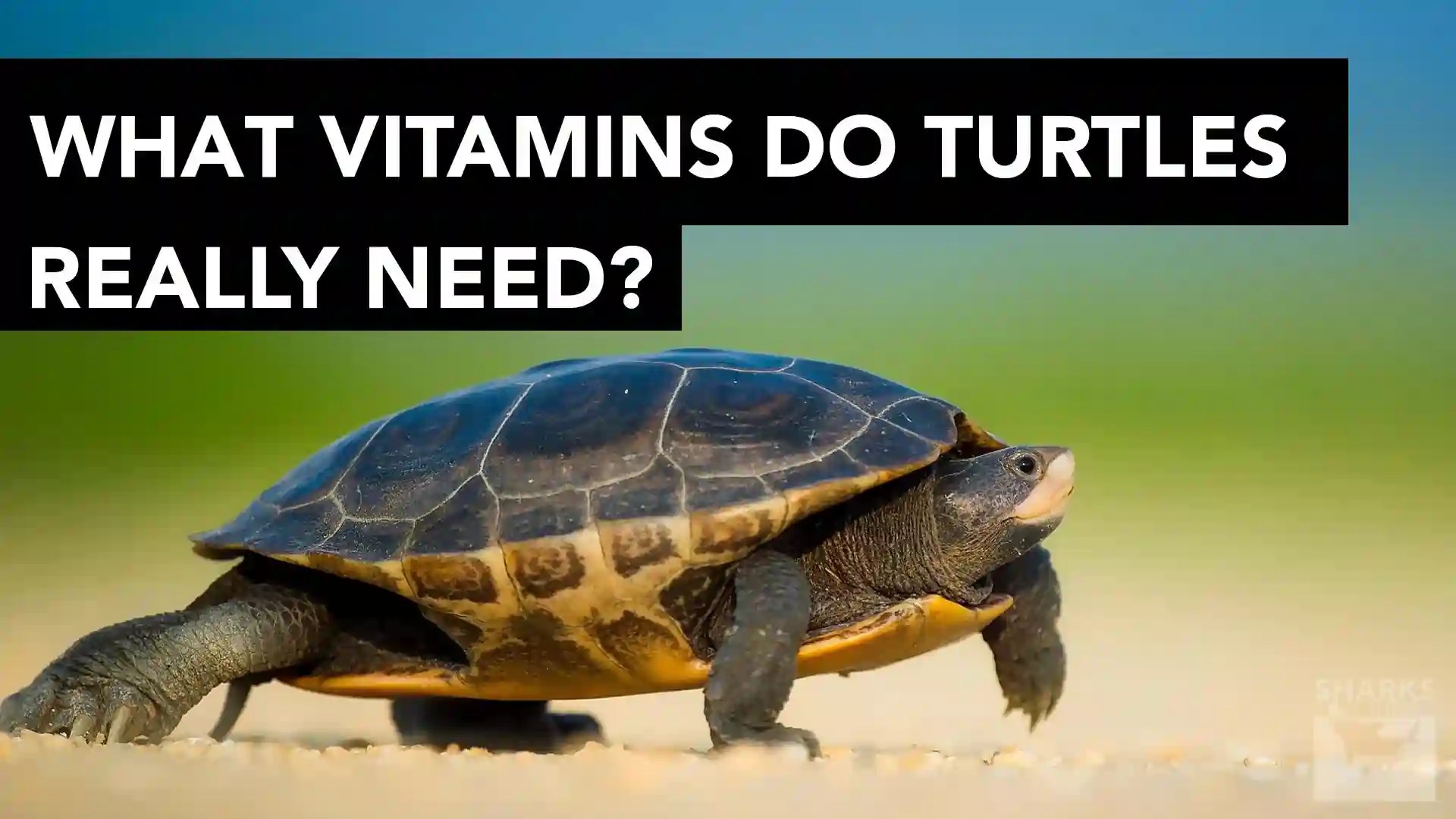 What Vitamins Do Turtles Really Need?