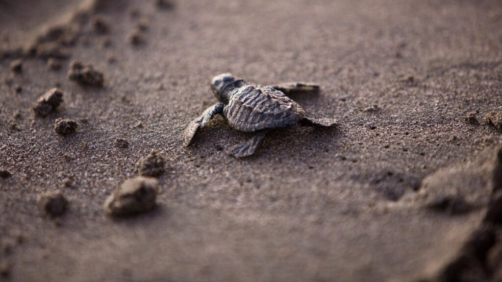 Why is My Baby Turtle Not Eating?