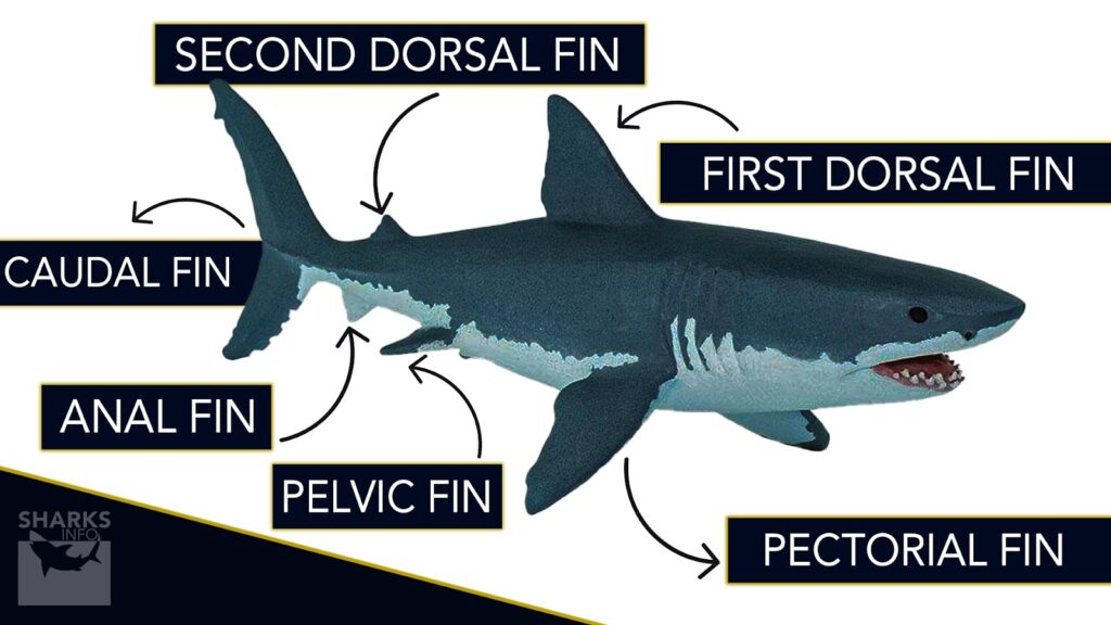 Understanding Shark Fins & Types