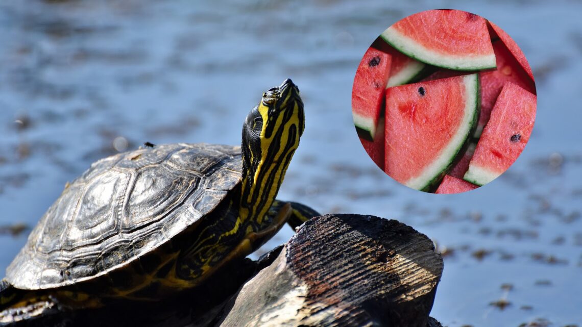 Can Turtles Eat Watermelon?