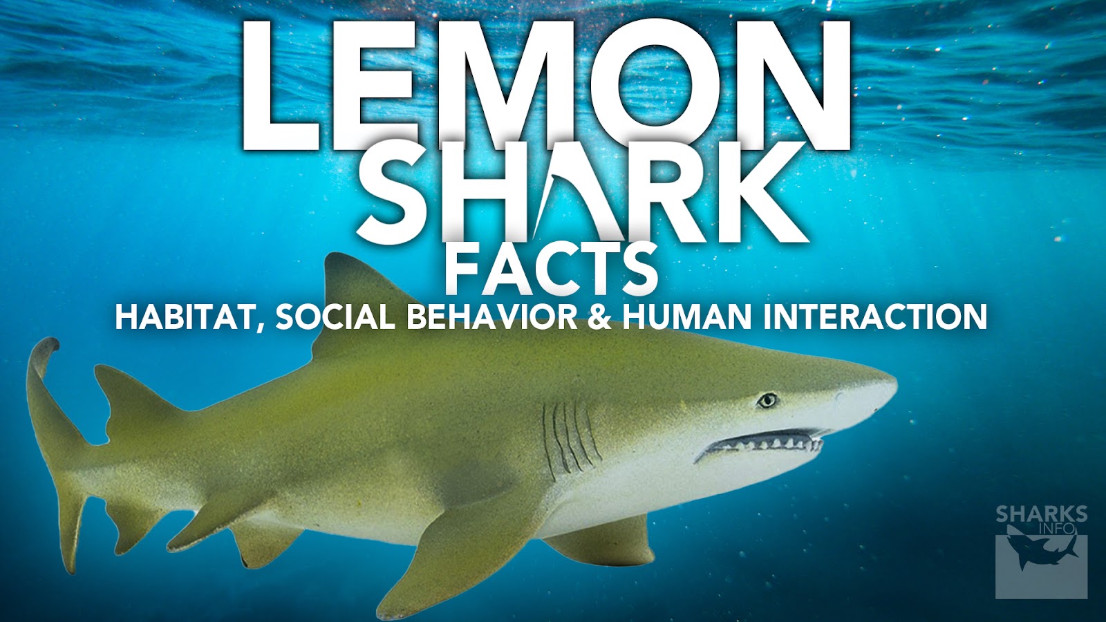 Lemon Shark Facts Habitat, Social Behavior & Human Interaction