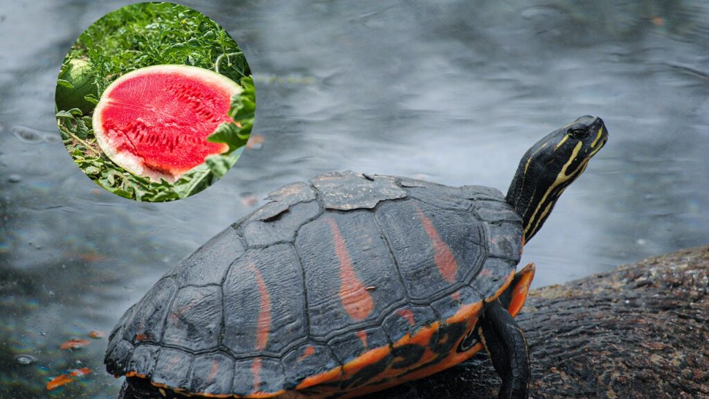 Can Turtles Eat Watermelon?