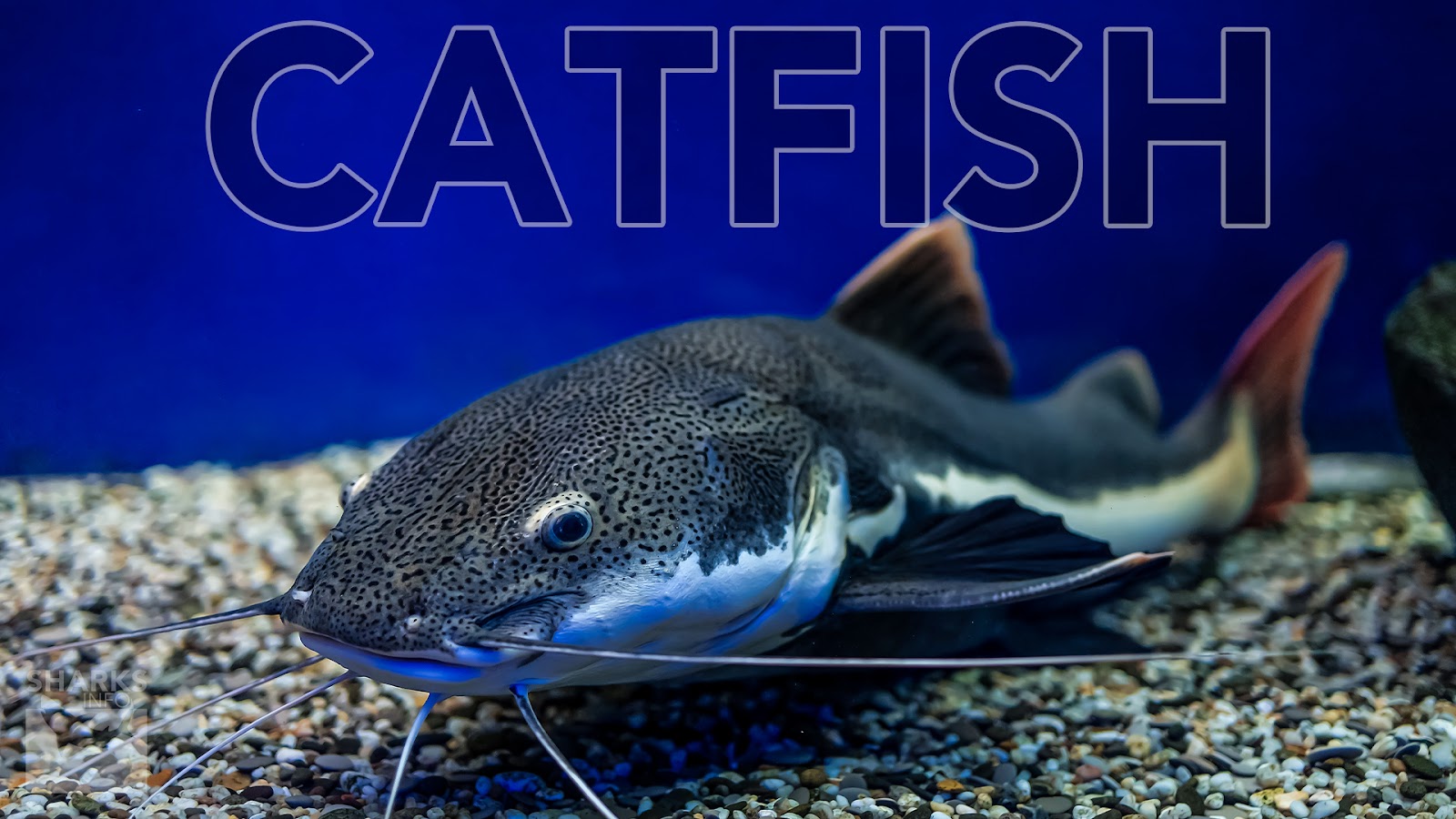 9 Best Tasting Freshwater Fish To Eat