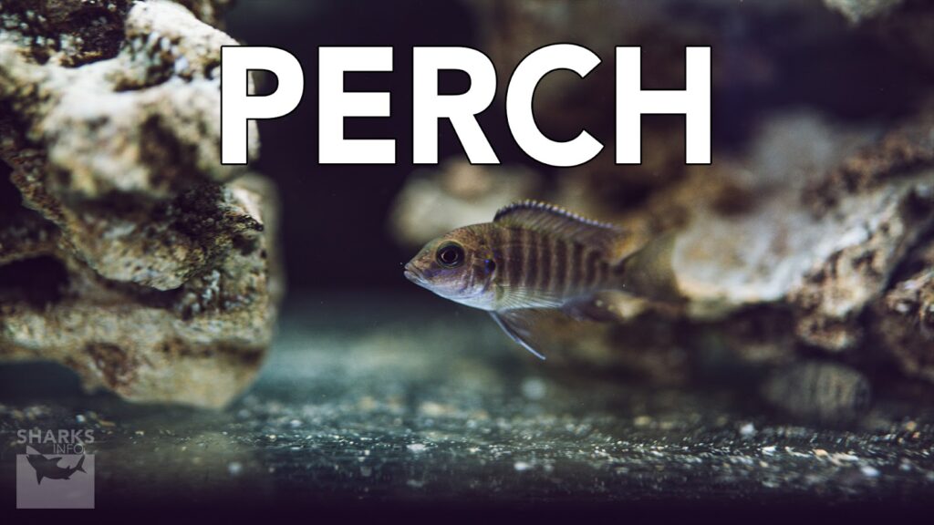 9 Best Tasting Freshwater Fish To Eat