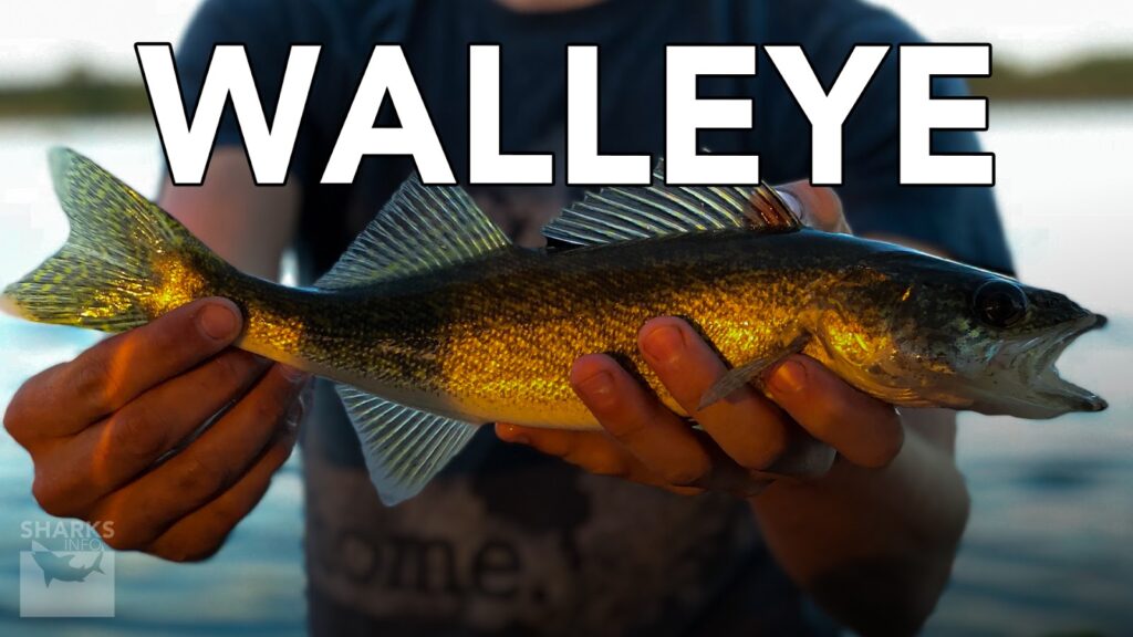 9 Best Tasting Freshwater Fish To Eat