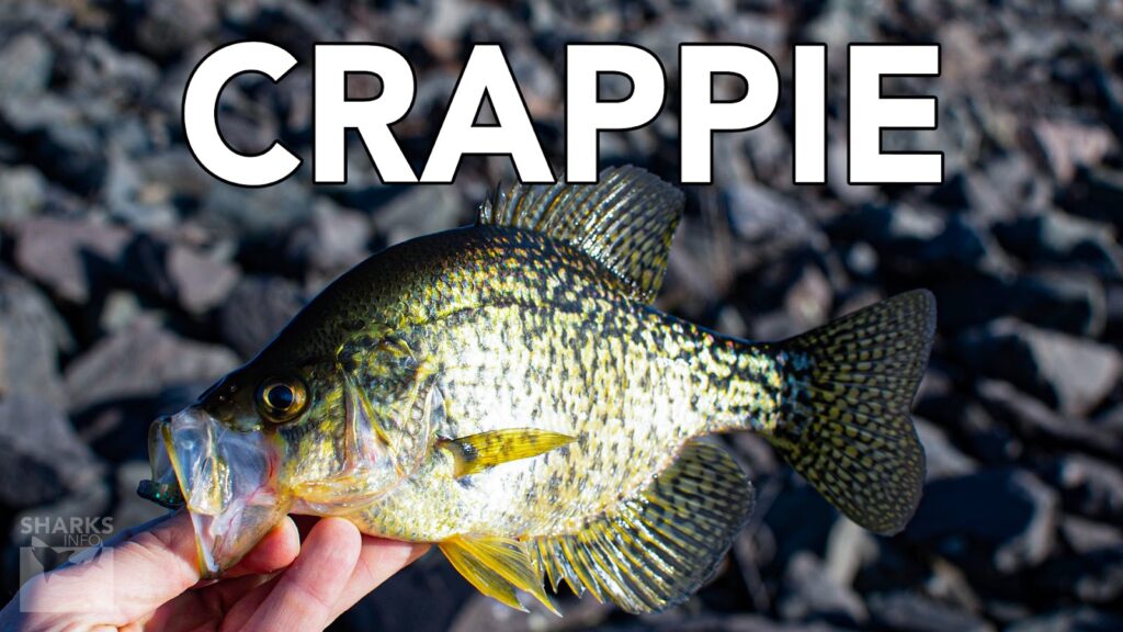 9 Best Tasting Freshwater Fish To Eat