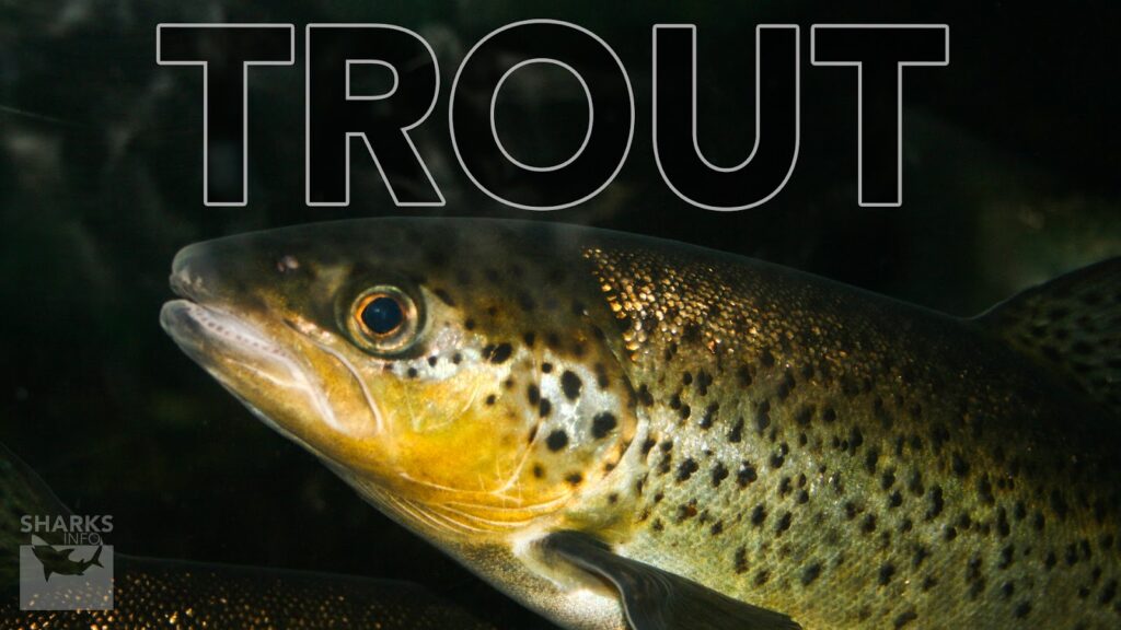 9 Best Tasting Freshwater Fish To Eat