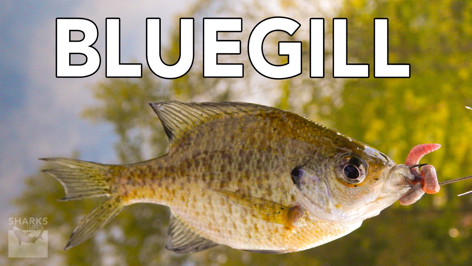 9 Best Tasting Freshwater Fish To Eat