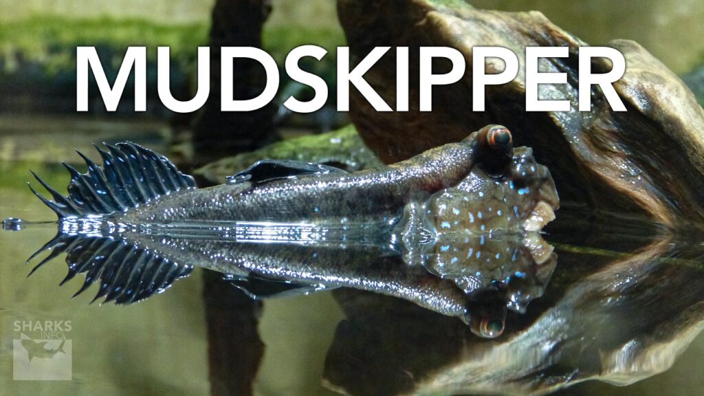 Which Species of Fish Have Legs?