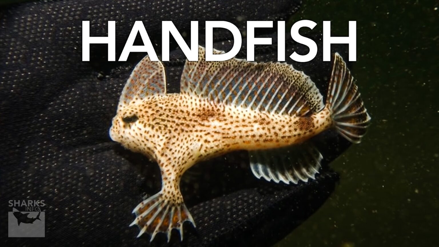 Which Species of Fish Have Legs?