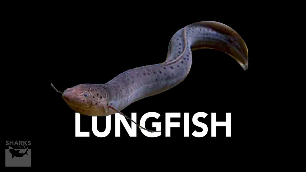 Which Species of Fish Have Legs?