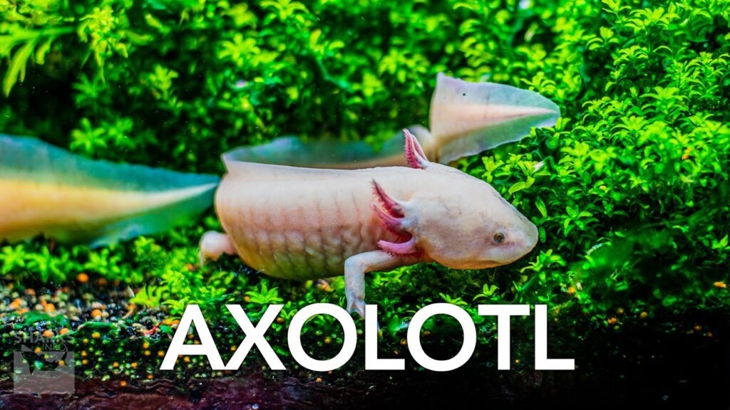 Which Species of Fish Have Legs?