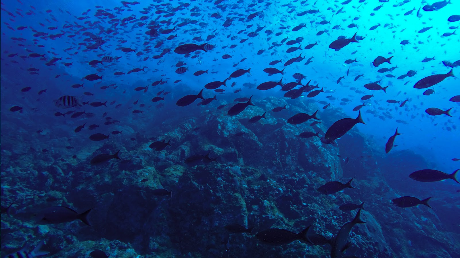 What is a Group of Fish Called?