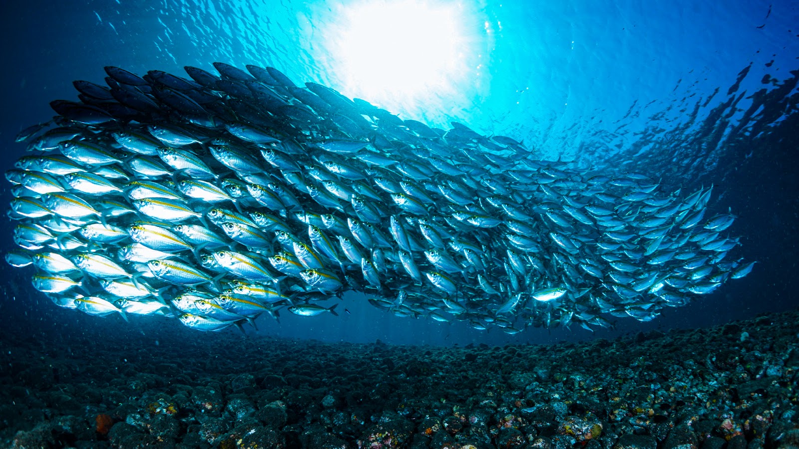 What is a Group of Fish Called?