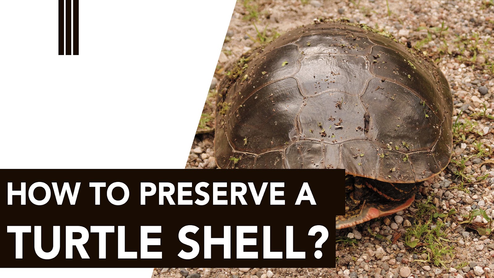 How to Preserve a Turtle Shell?