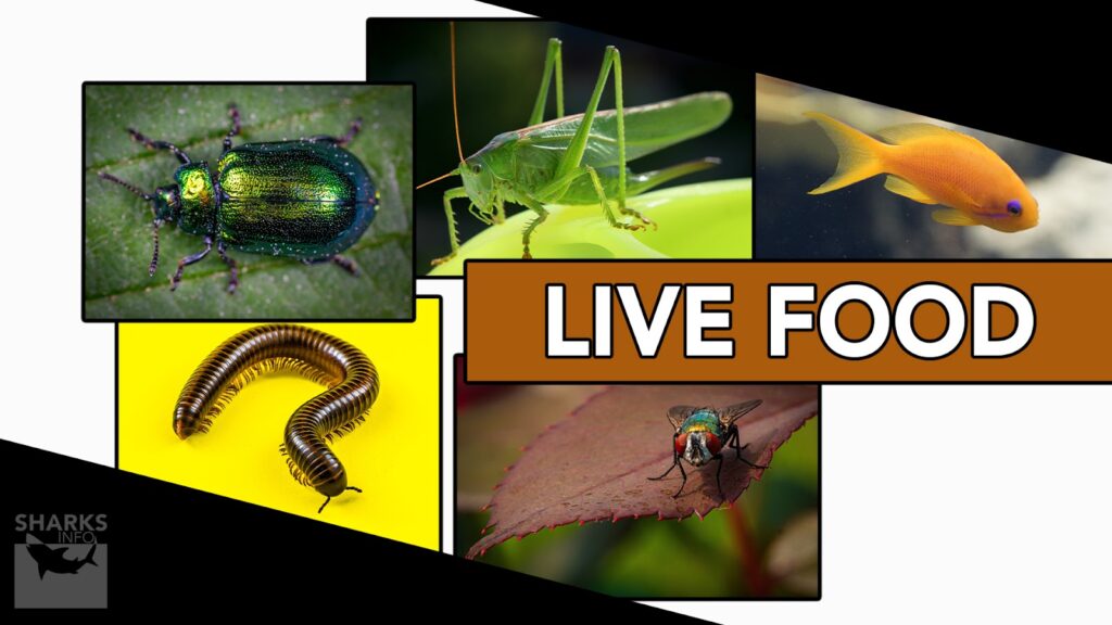 What to Feed Turtles in a Pond?