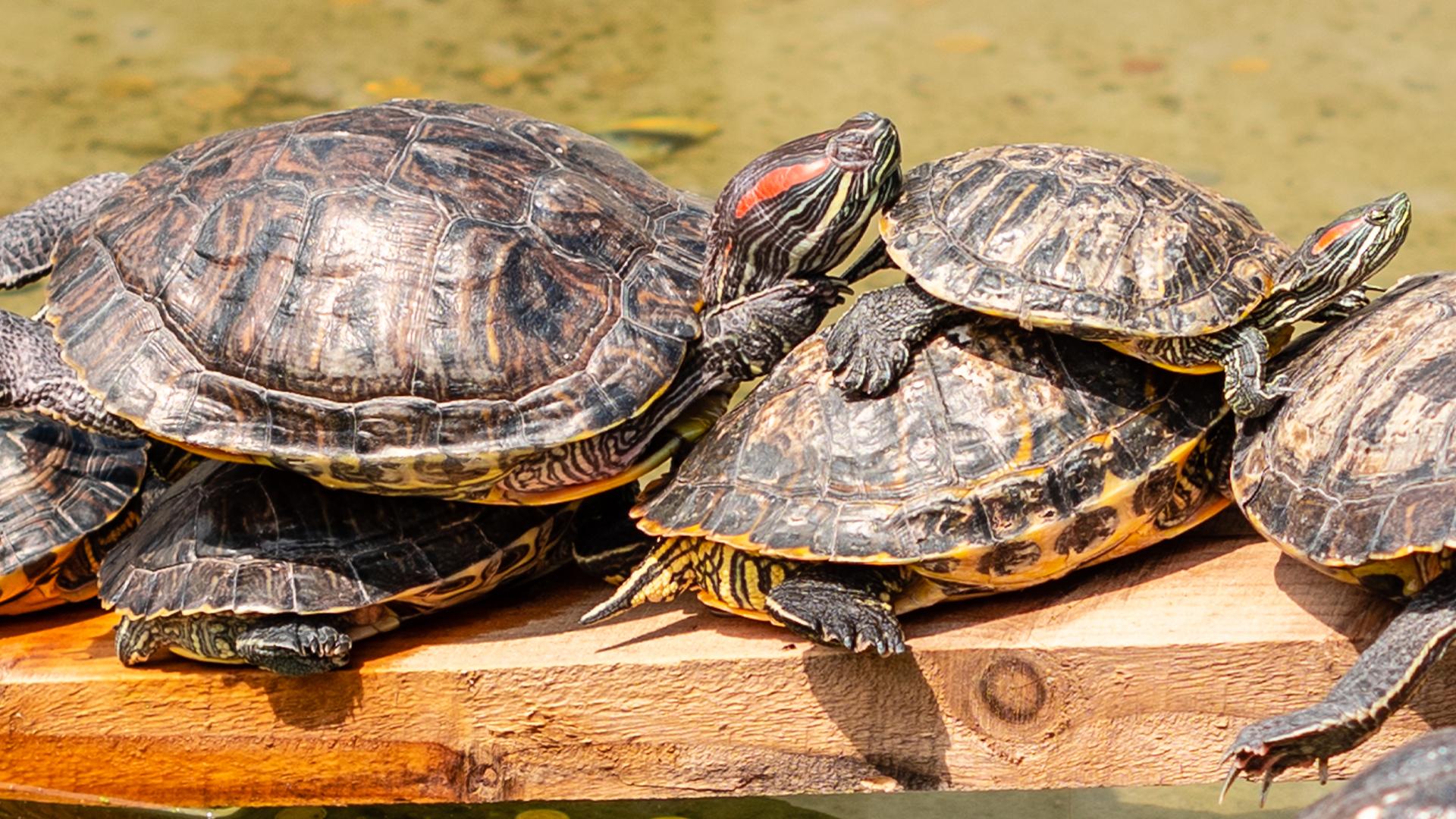Why In The World Do Turtles Pile On Top Of Each Other?
