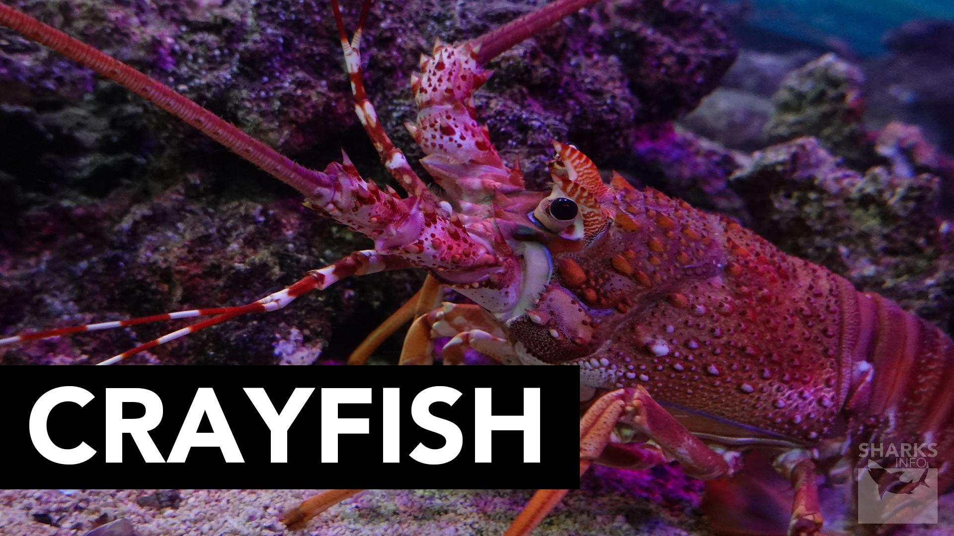 What You Need To Know About Painted Turtles Diet?