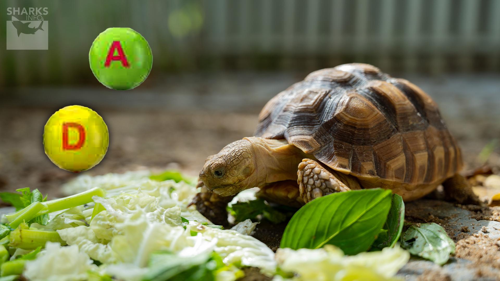 What Vitamins Do Turtles Really Need?
