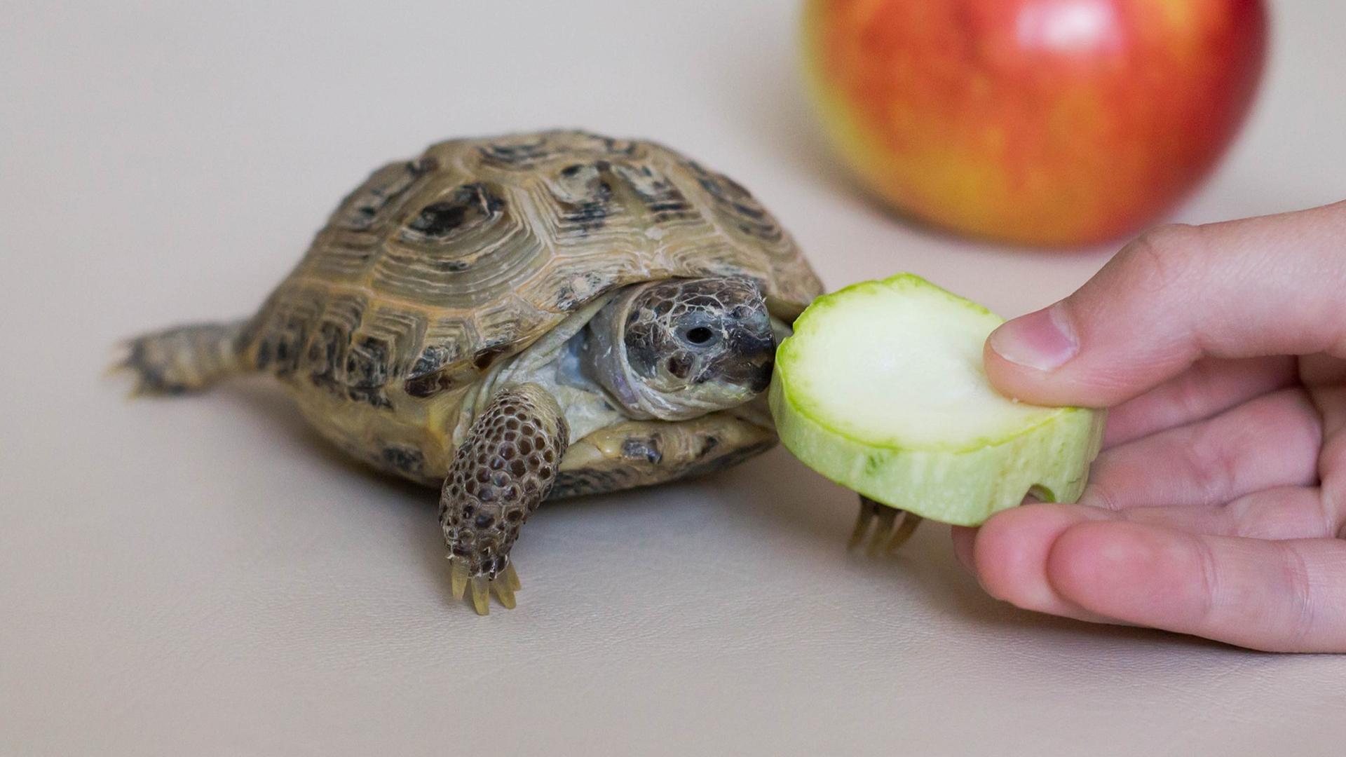 What Vitamins Do Turtles Really Need?