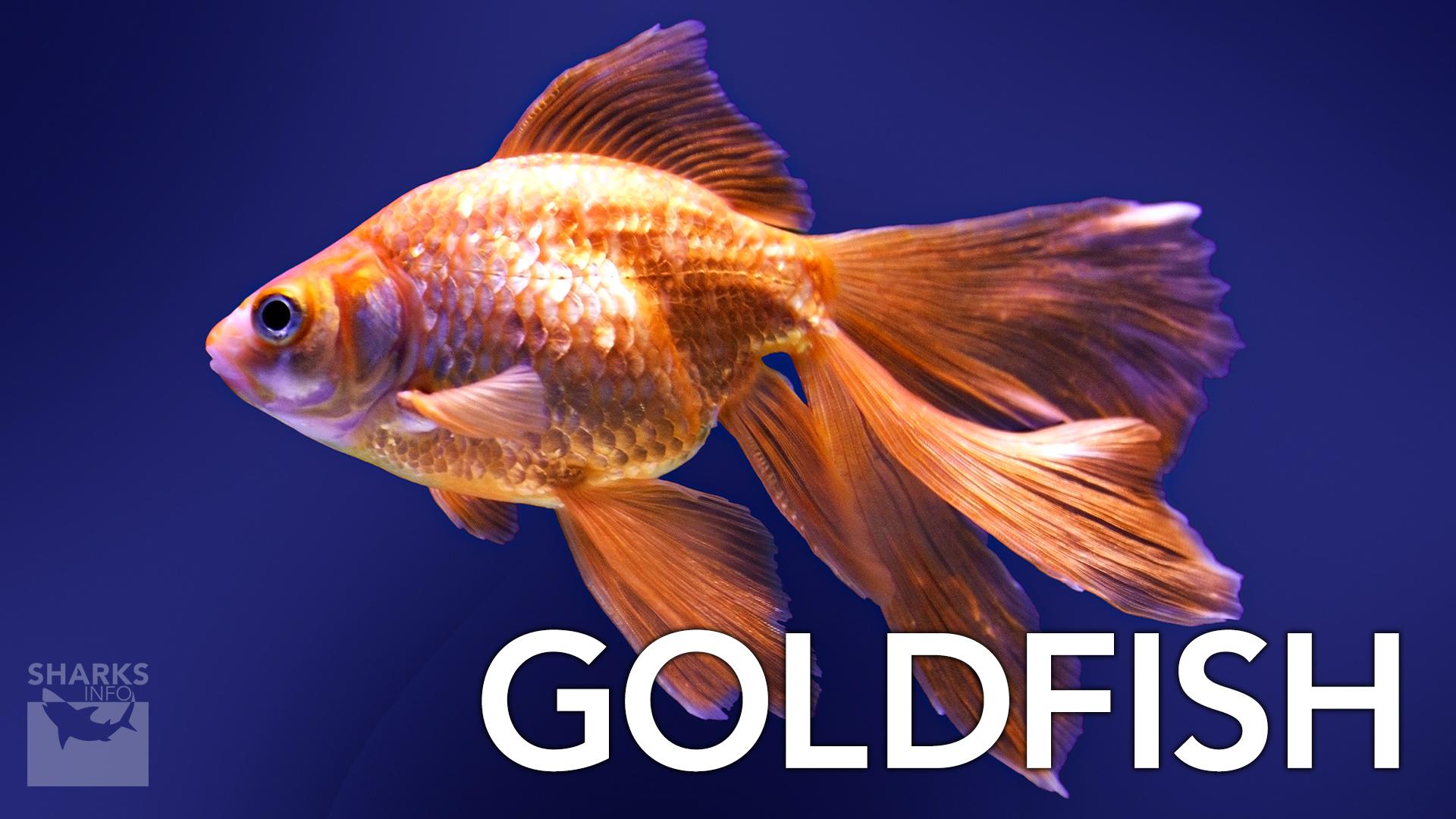 What Are Some Examples Of Freshwater Fish?