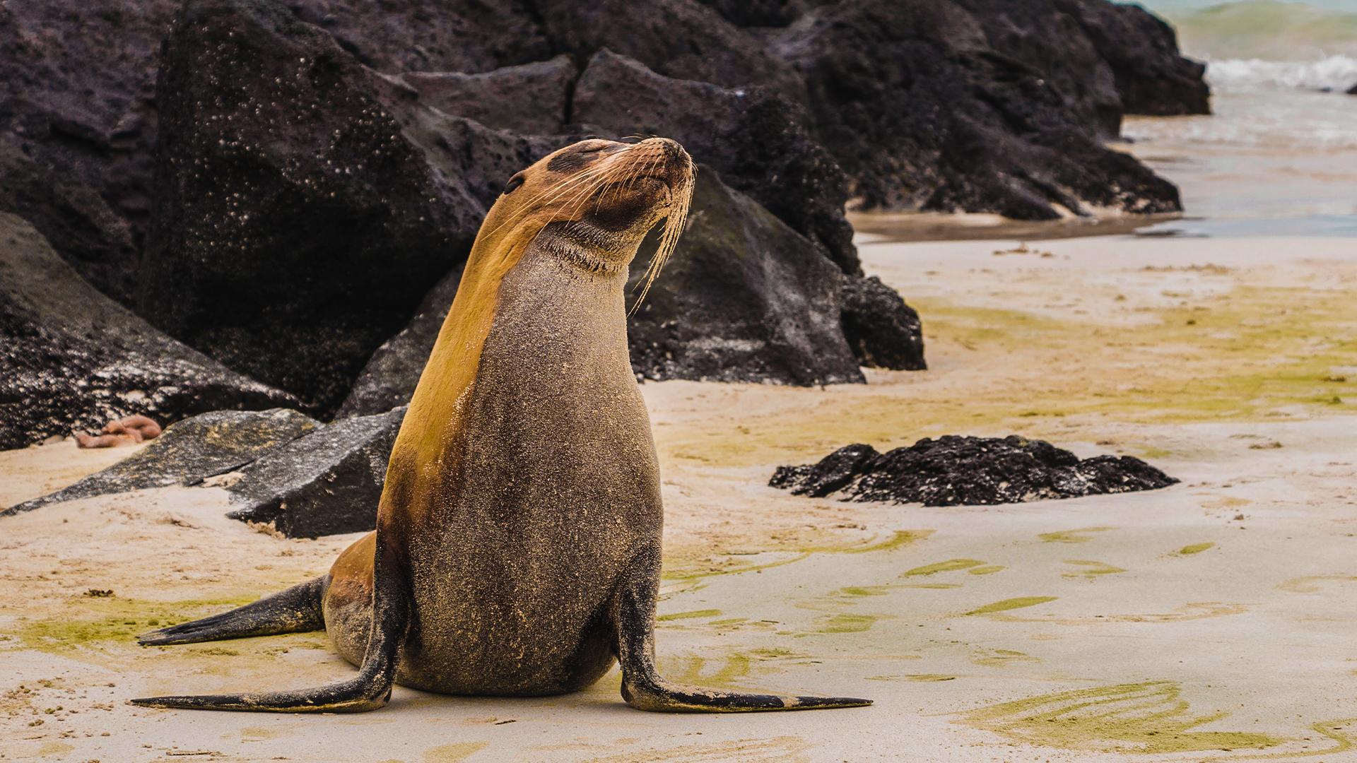 Are Sea Lions Dangerous?