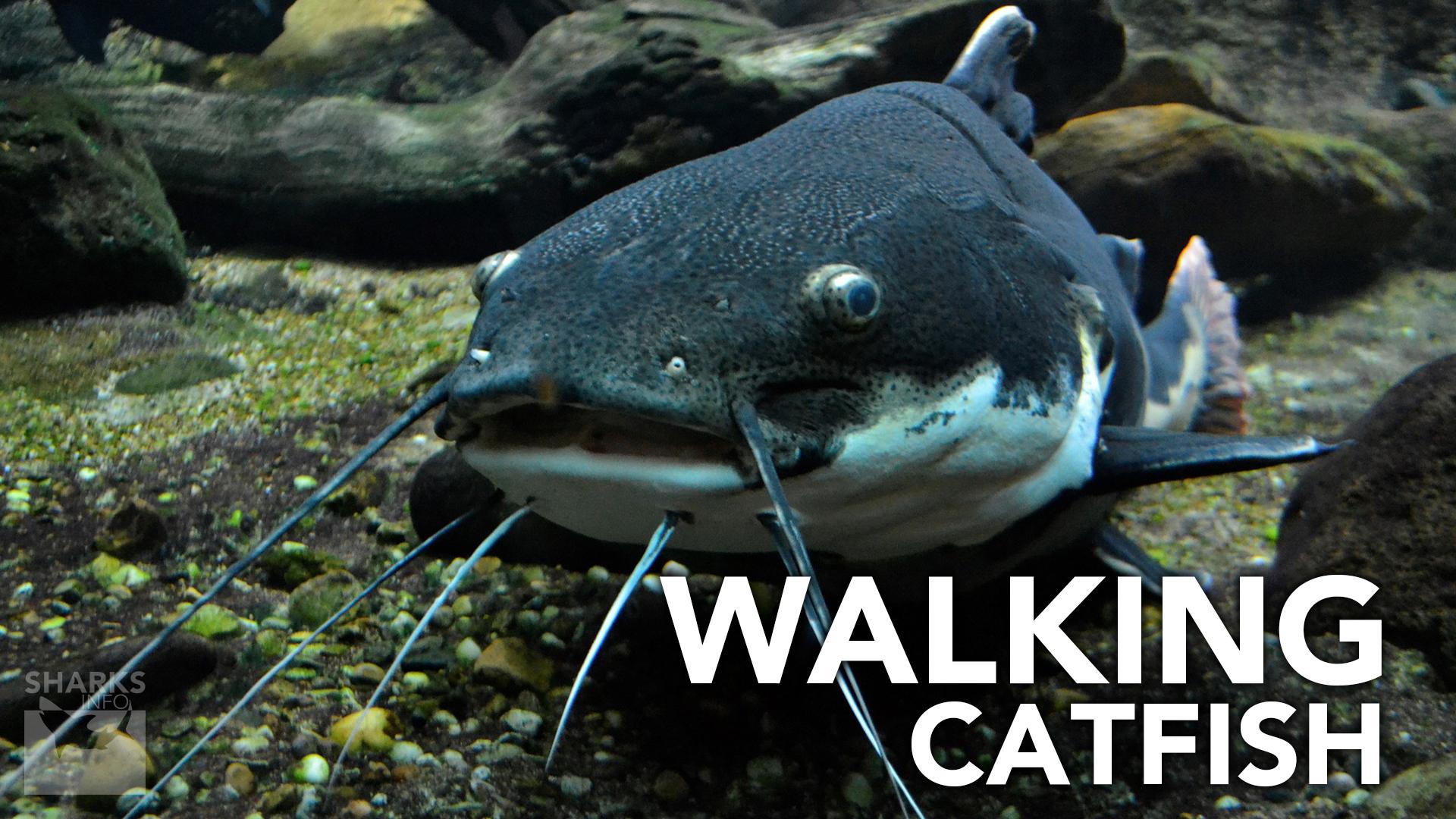 How Long Can Fish Survive Out Of Water?