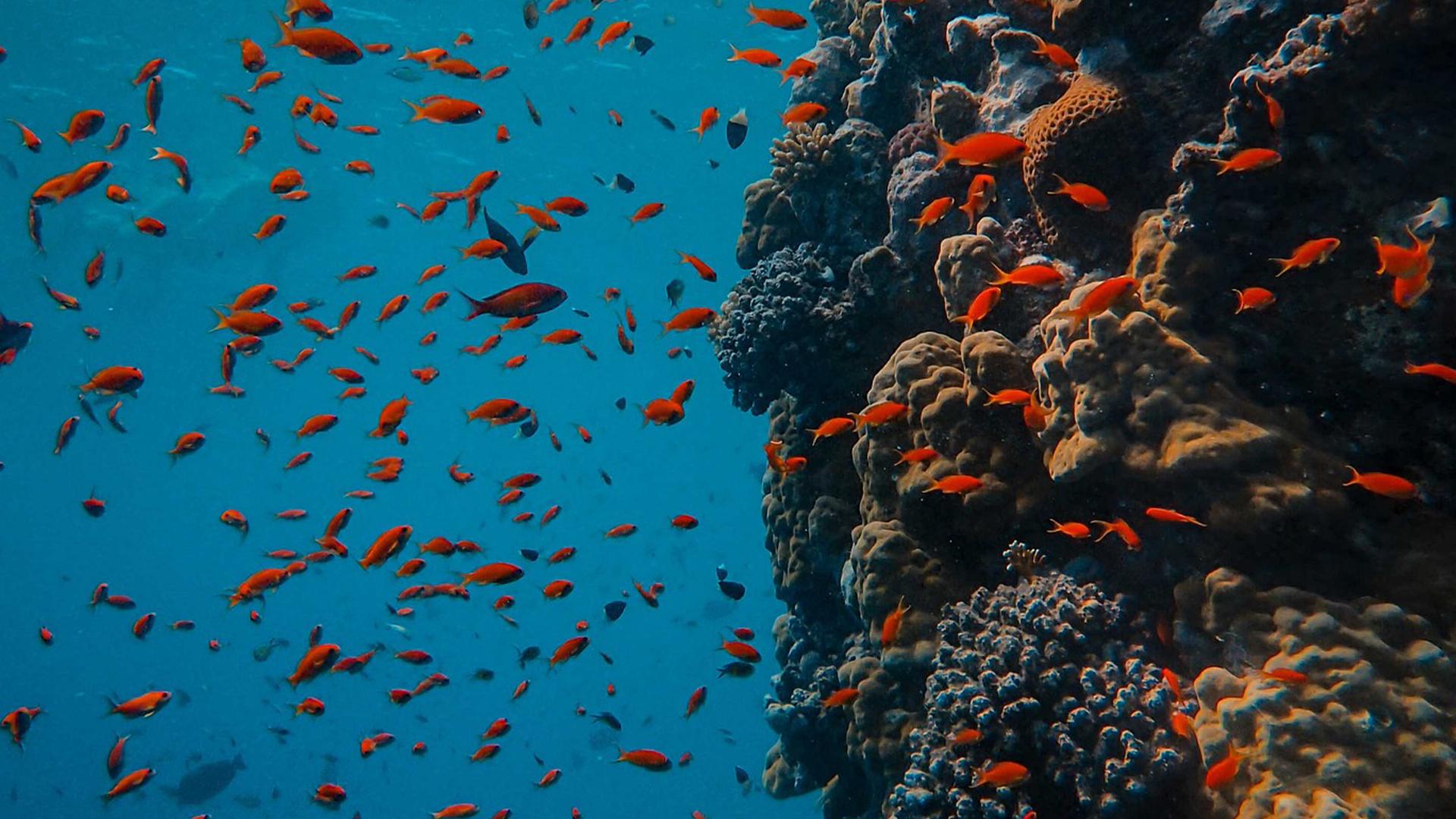 Is A Fish An Animal?