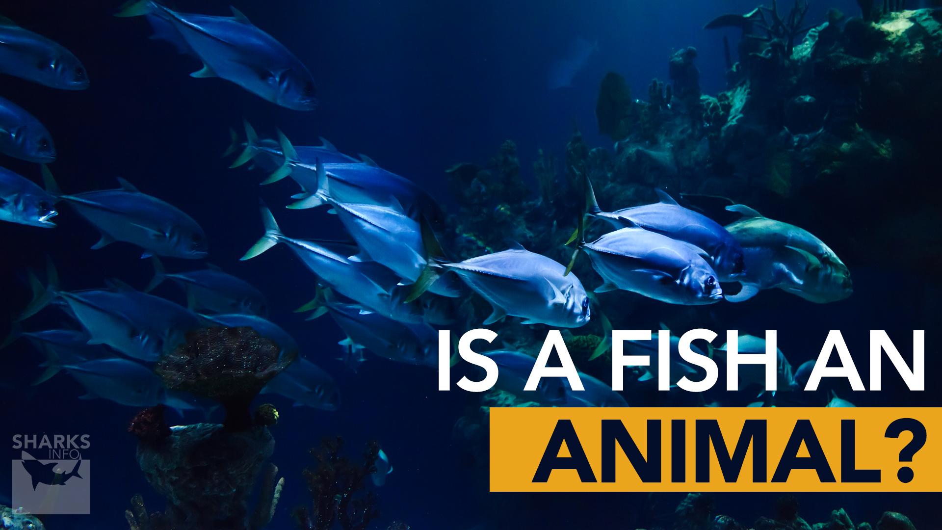 Is A Fish An Animal?
