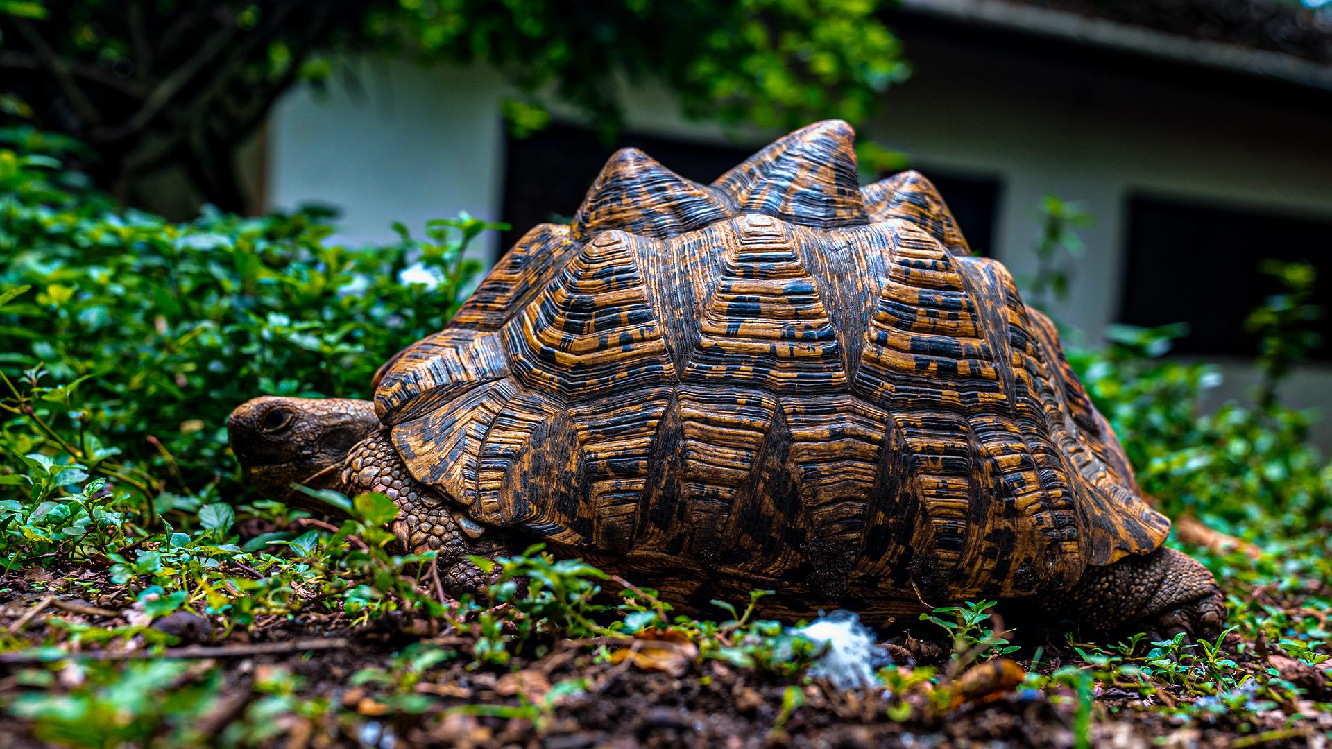 Tortoise Shell Pyramiding Causes, Symptoms, Treatment