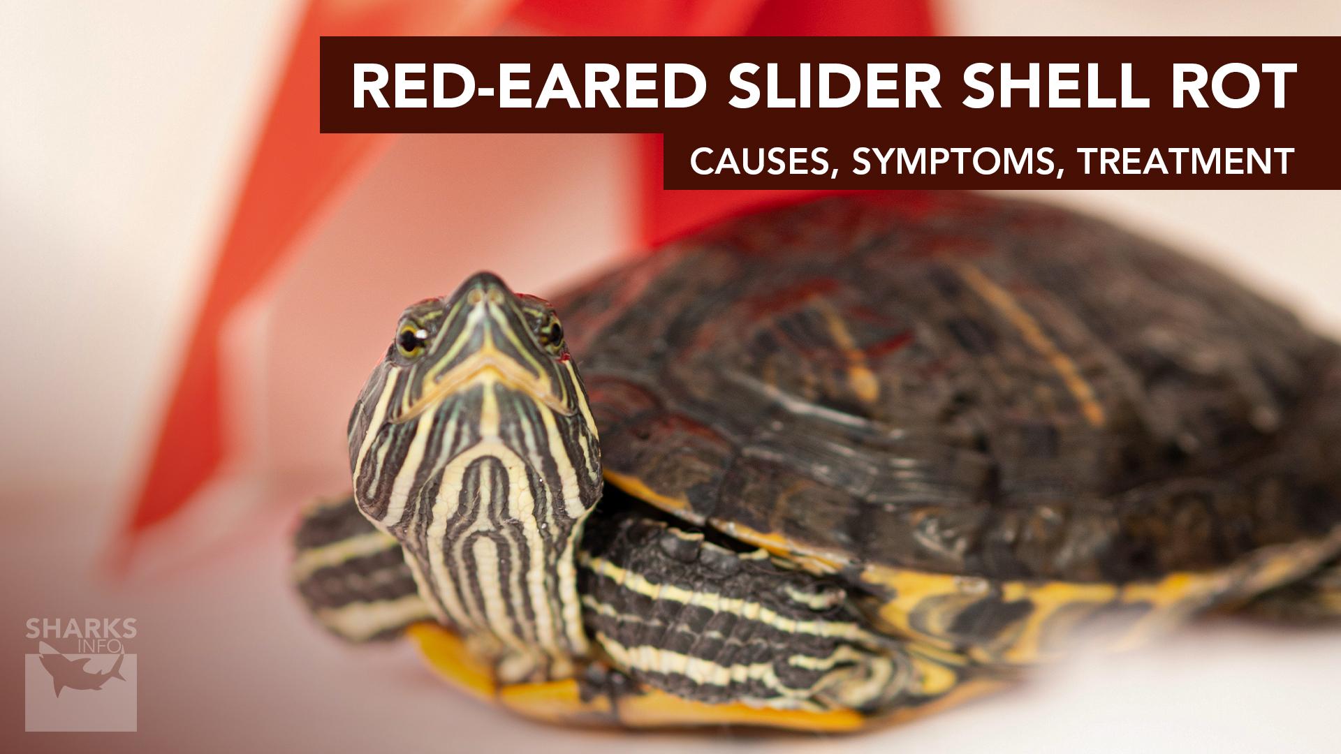 RedEared Slider Shell Rot Causes, Symptoms, Treatment