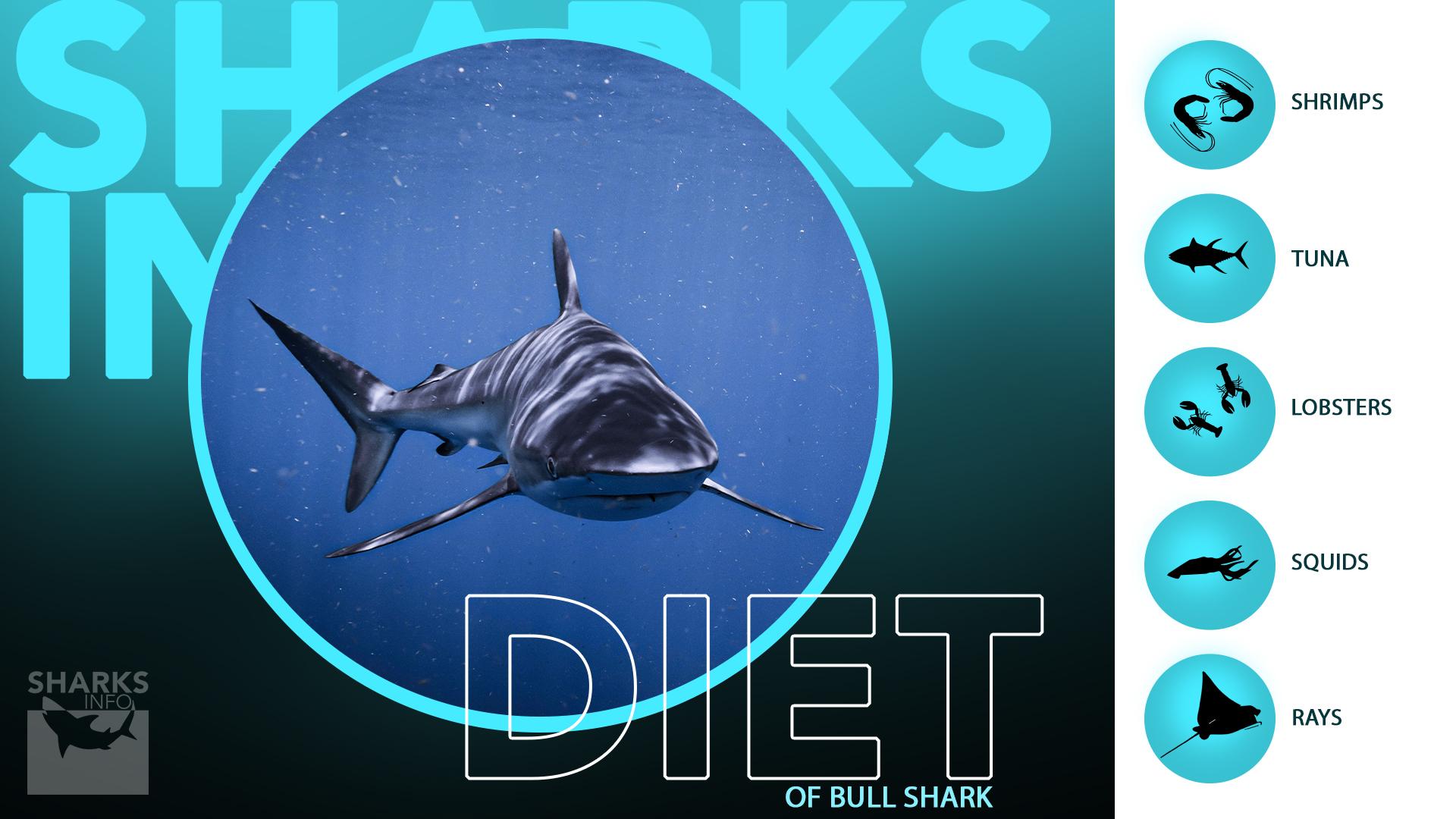What Does A Bull Shark Eat?
