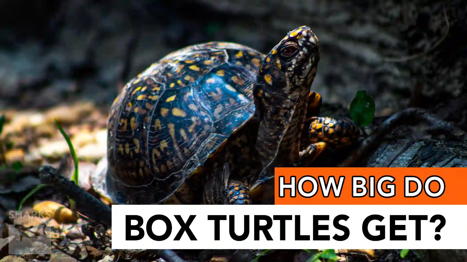 How Big Do Box Turtles Get?