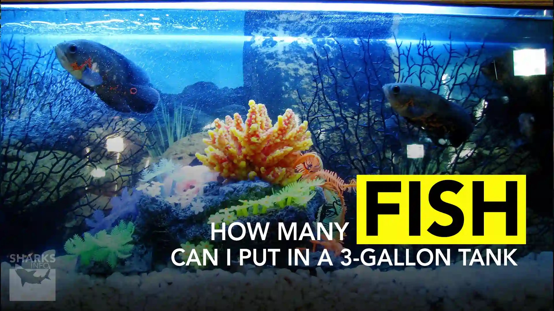 How Many Fish Can a 3Gallon Tank Hold