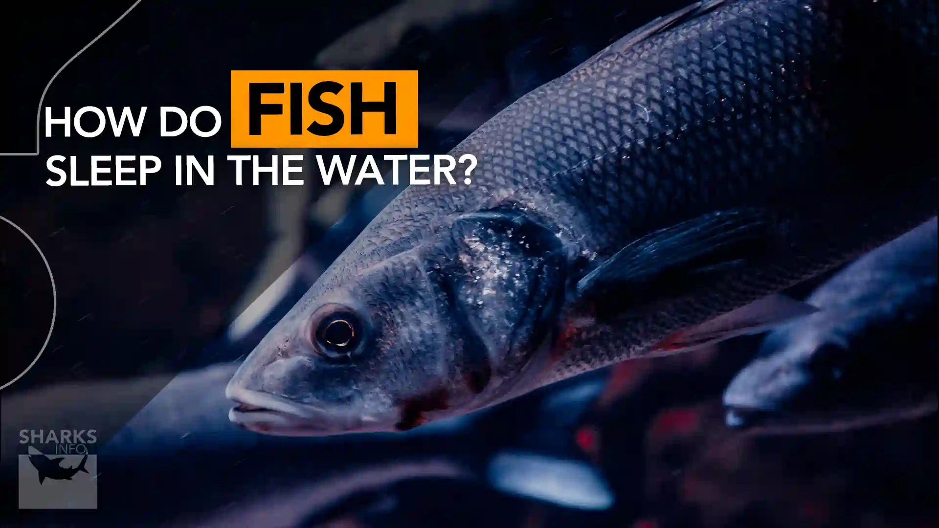 How do Fish Sleep in the Water