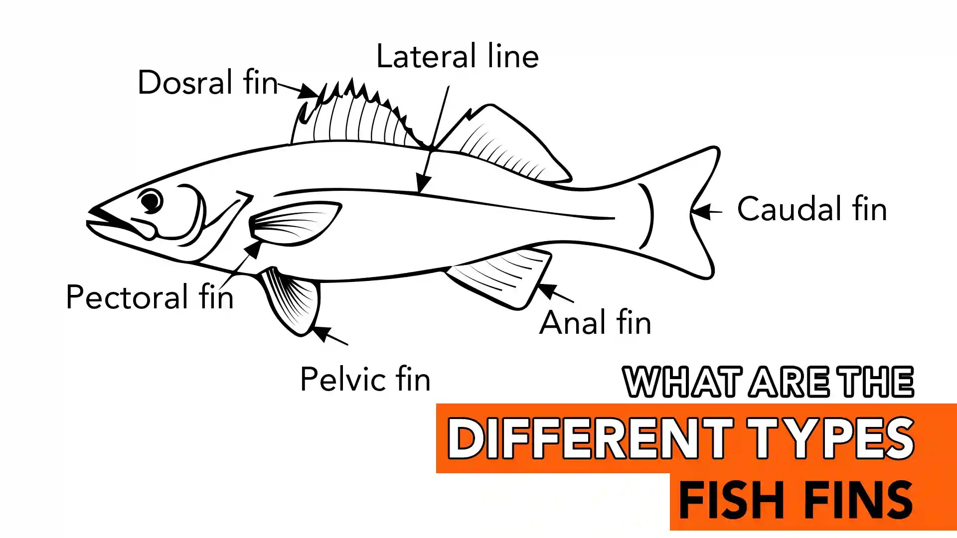 What Are the Different Types of Fish Fins