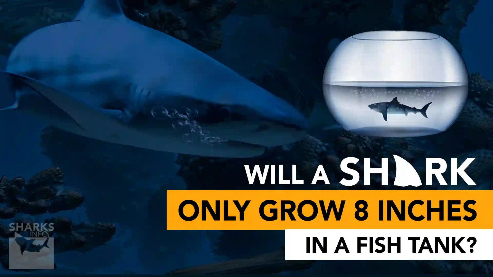 Will A Shark Only Grow 8 Inches In A Fish Tank?