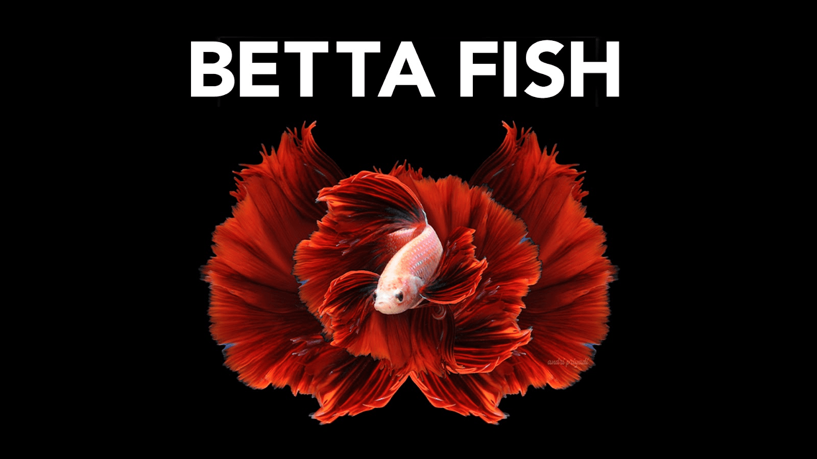 What Type of Fish Can Live in a One Gallon Tank