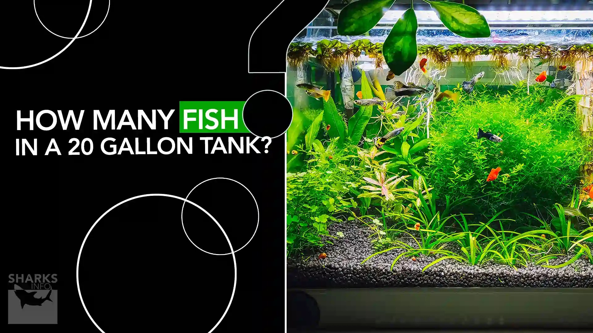 How Many Fish in a 20 Gallon Tank