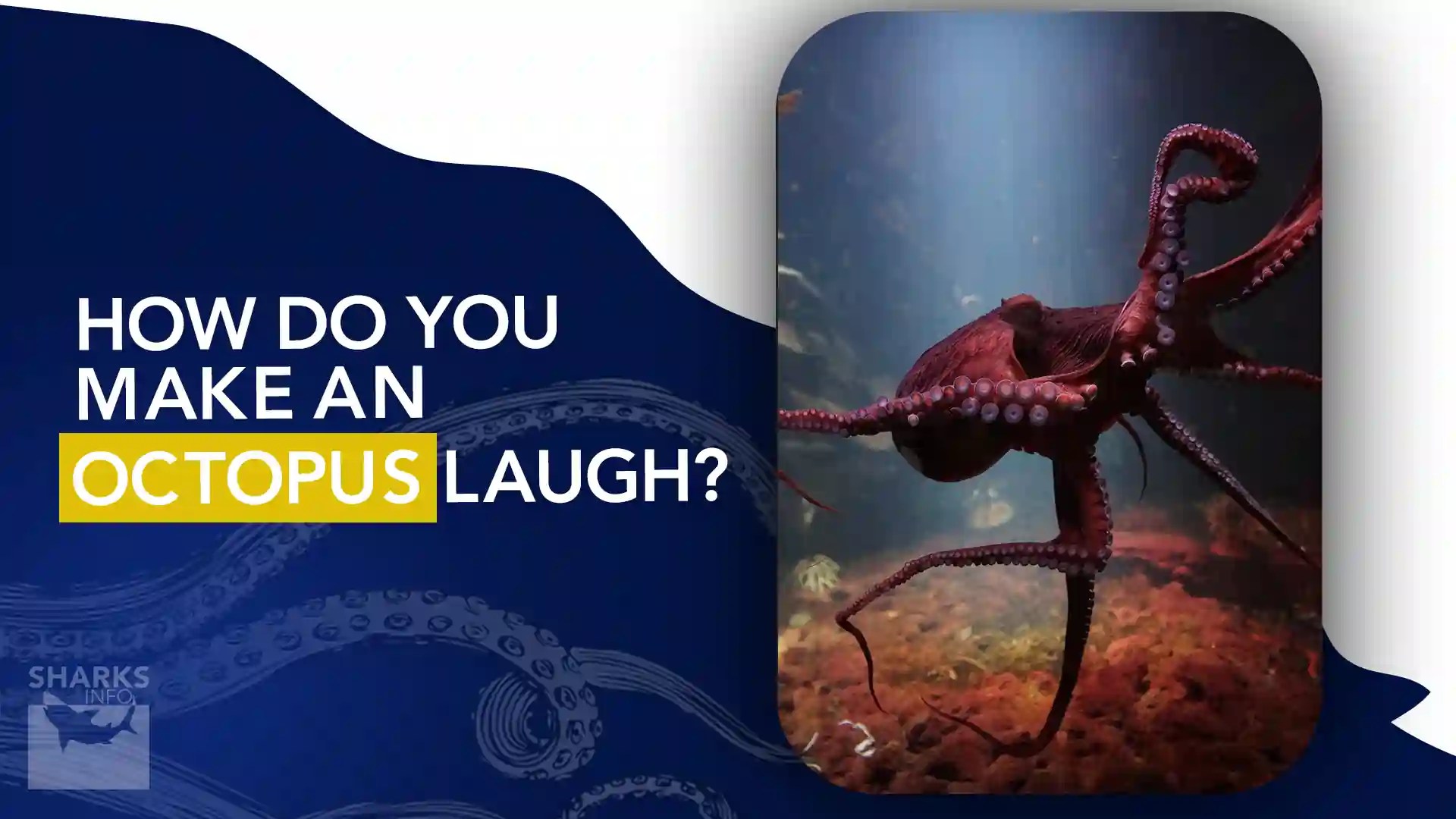 How do you Make an Octopus Laugh?