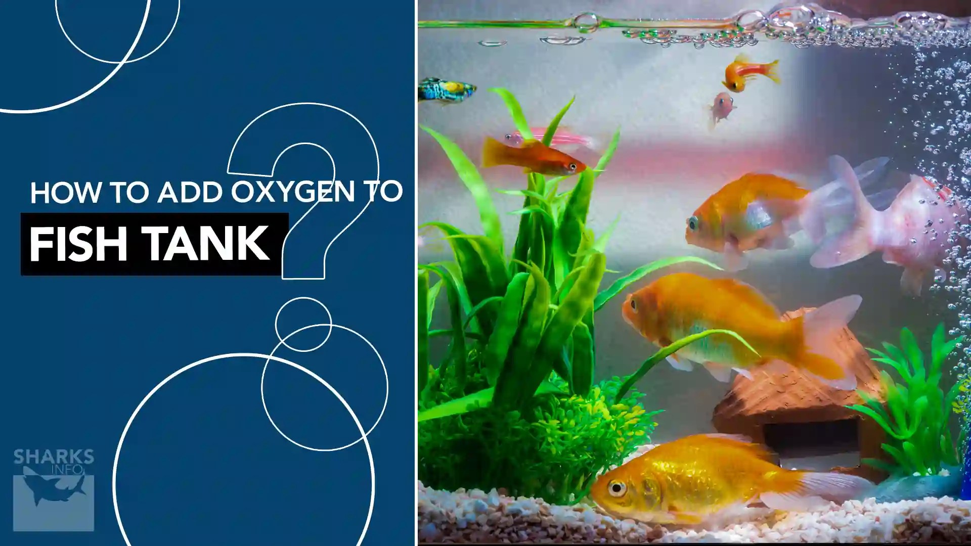 How to Add Oxygen to Fish Tank