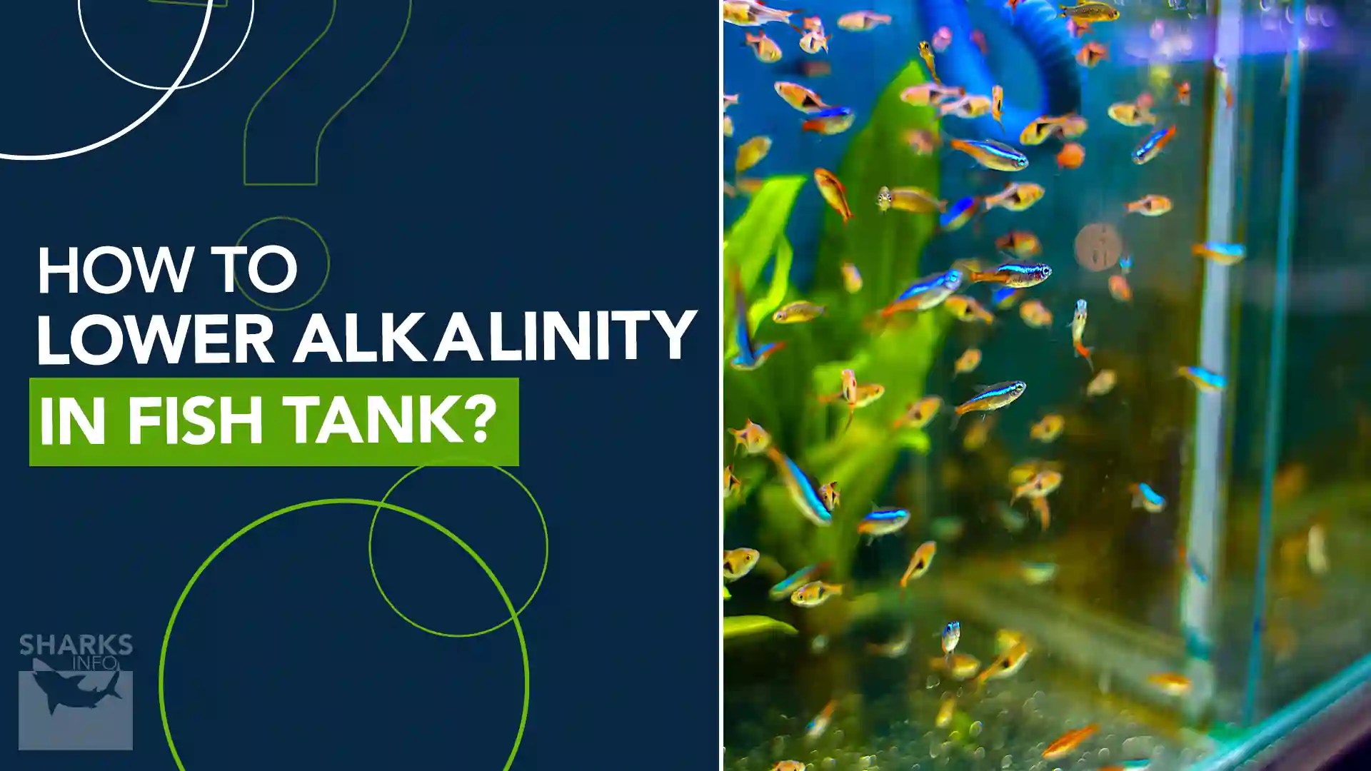 How to Lower Alkalinity in Fish Tank