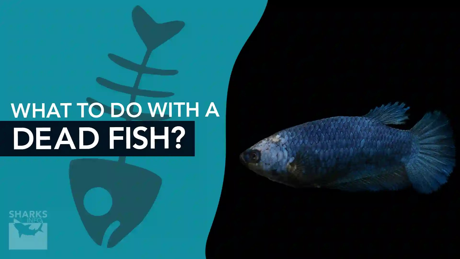 What to do With a Dead Fish?