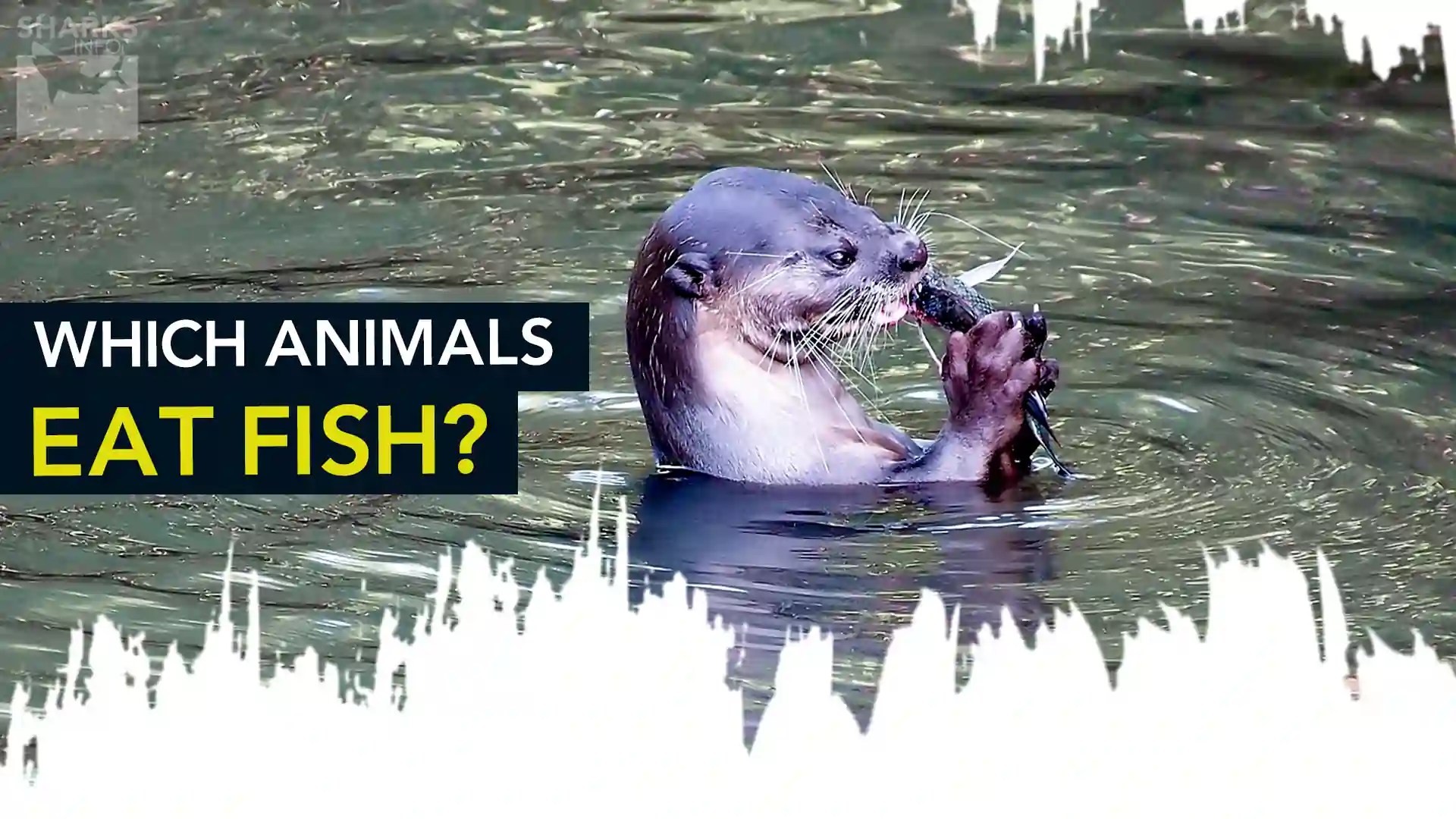 Which Animals Eat Fish?