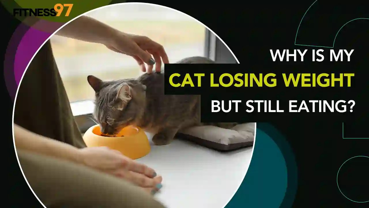 Why Is My Cat Losing Weight But Still Eating?