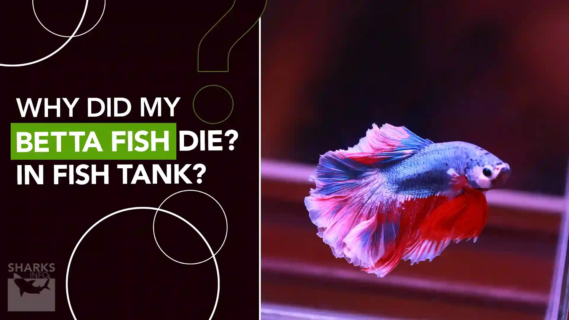 Why did my Betta Fish Die