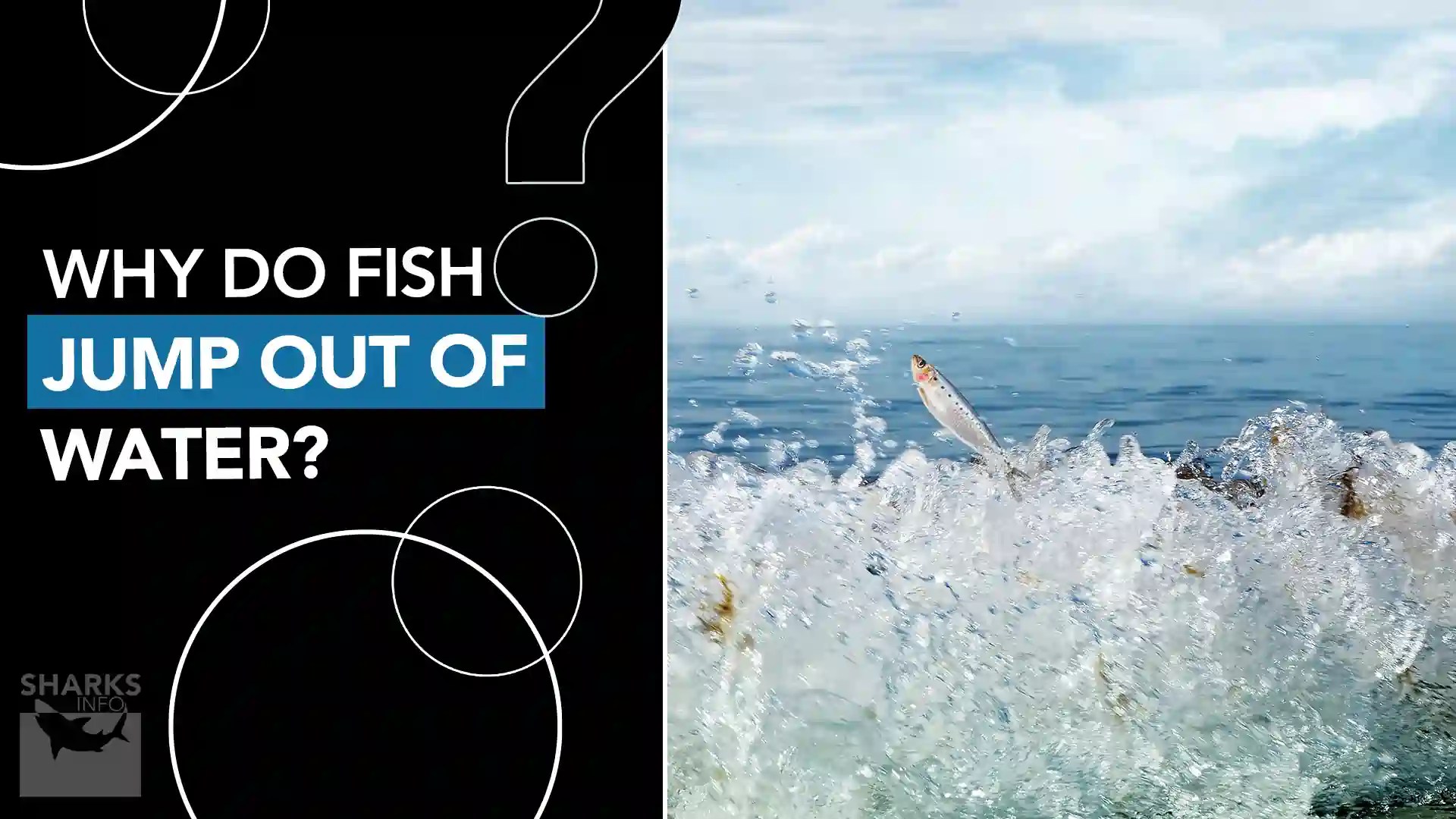 Why do Fish Jump Out of Water