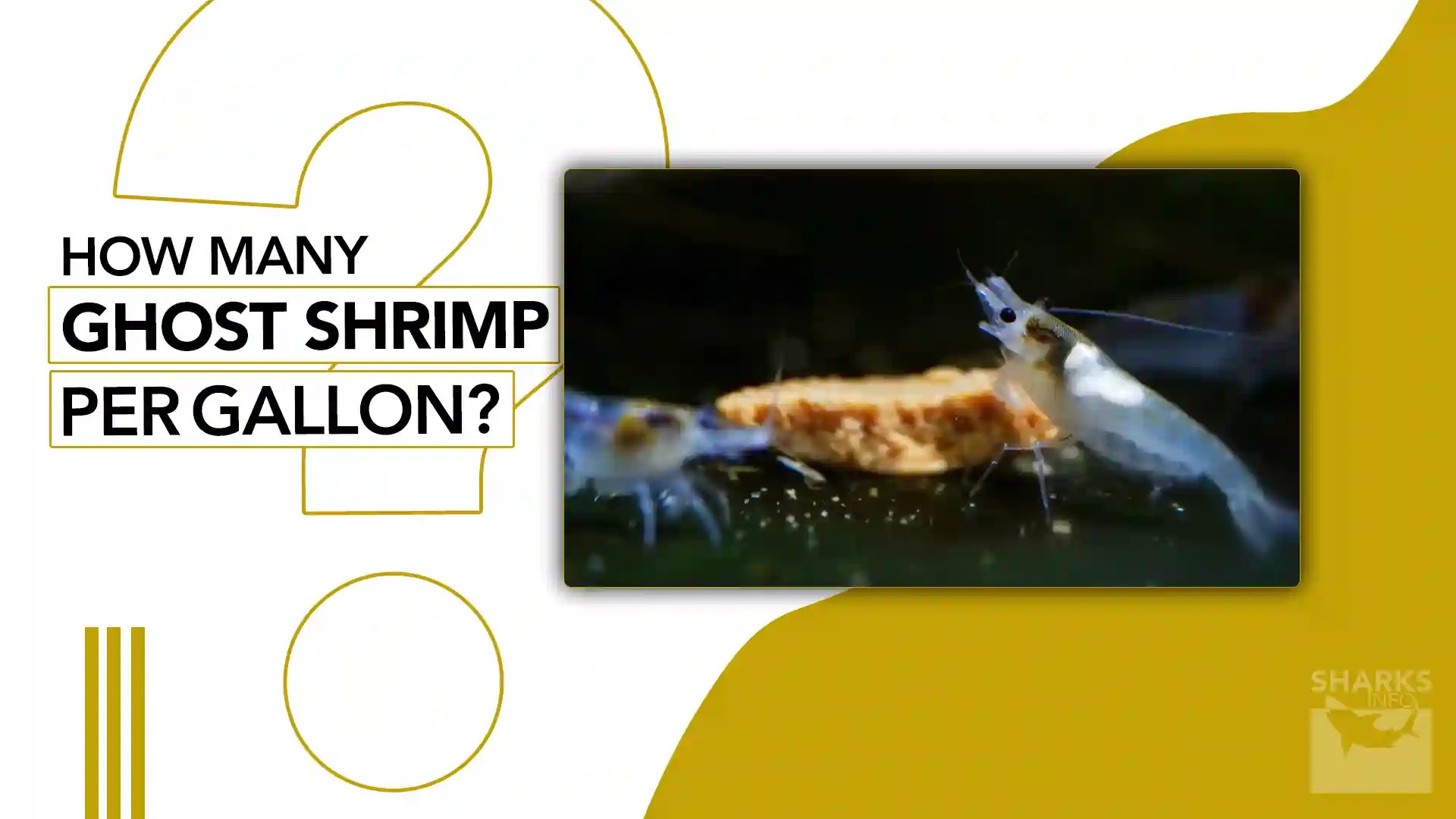 How Many Ghost Shrimp Per Gallon?