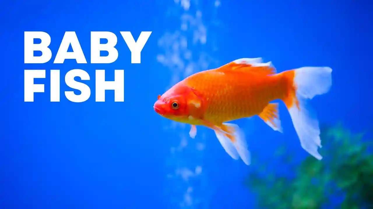 What is a Baby Fish Called?